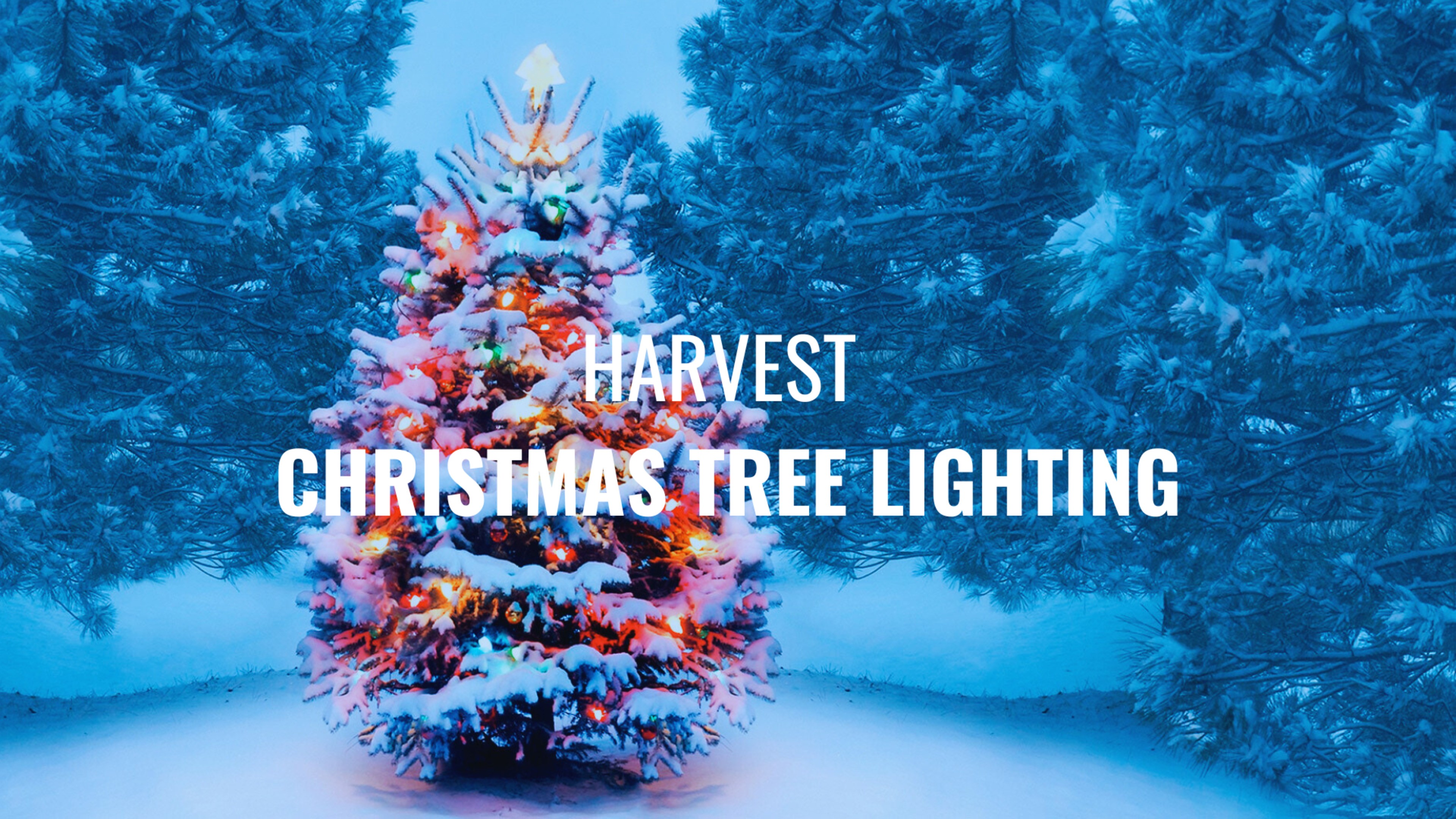 Harvest Christmas Tree Lighting