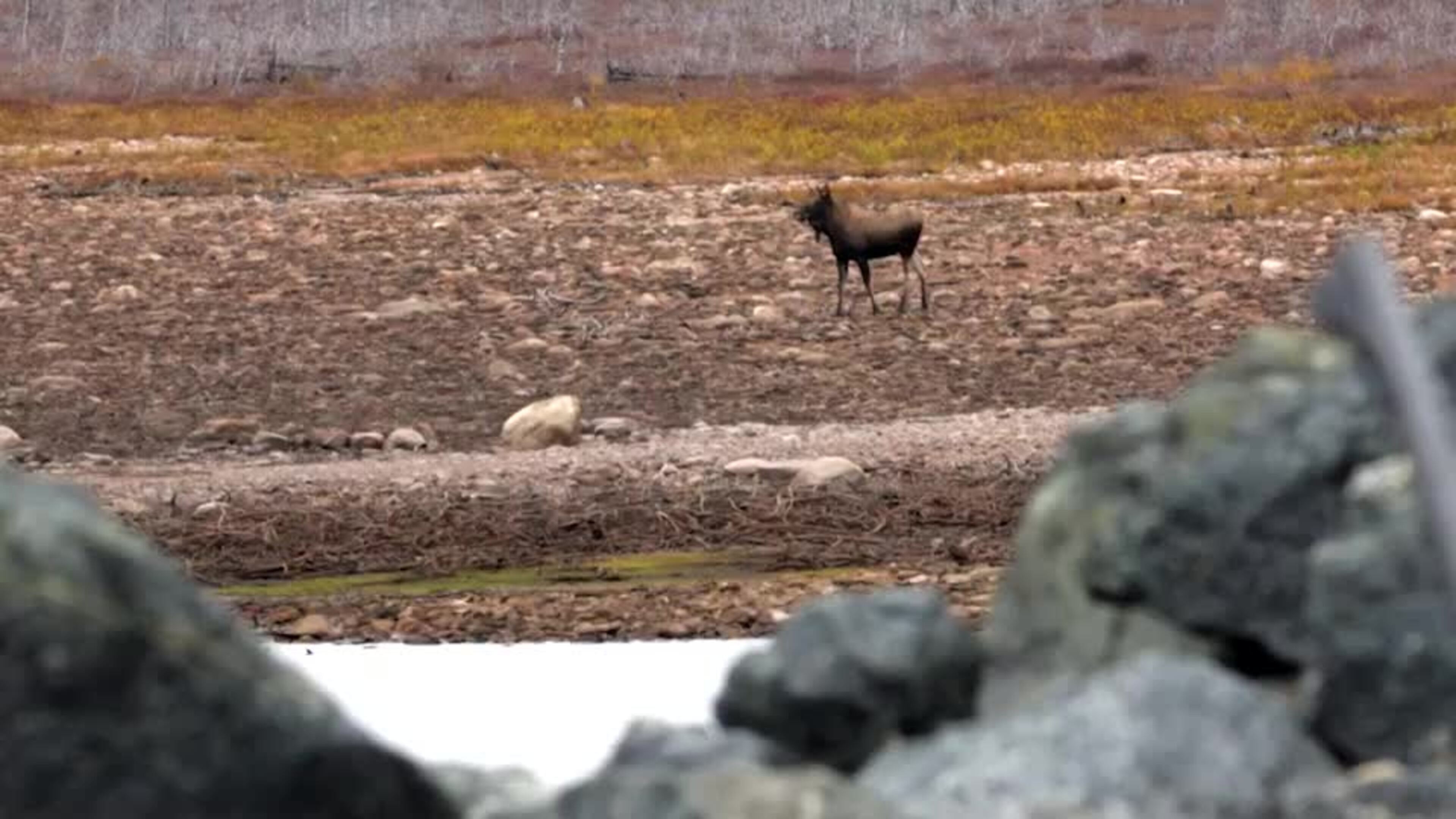104 Moose Hunting at March & Mill Co Outfitters
