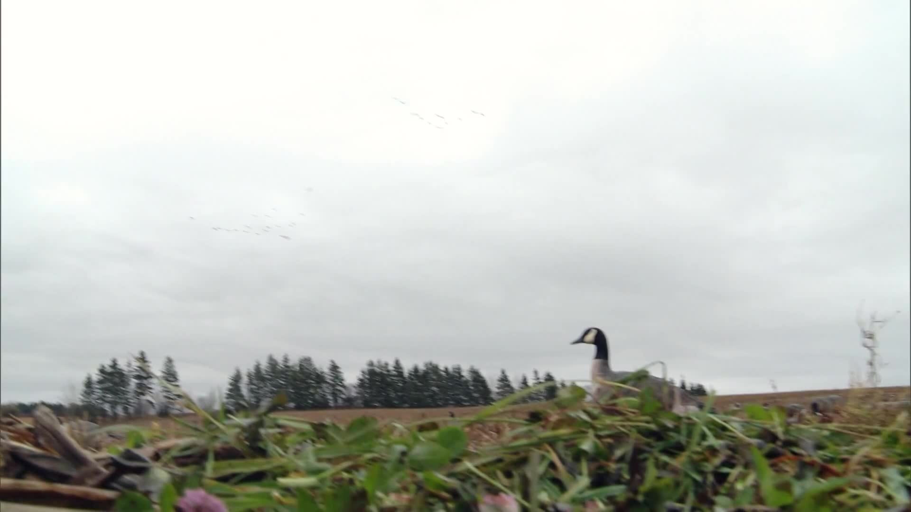 15-10 Take Em': PEI Goose Hunt