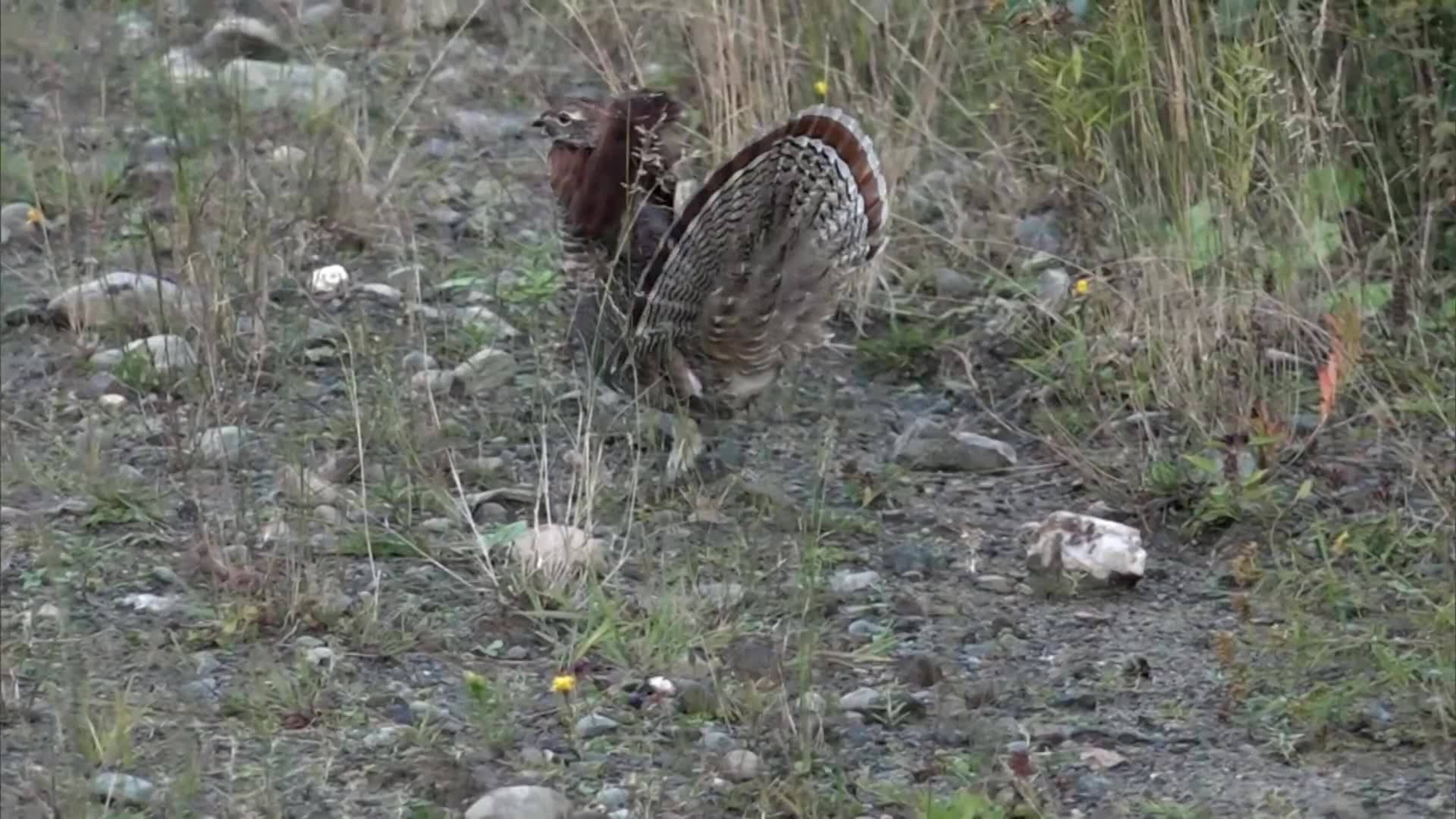 17-03 Millertown Moose Pt.1