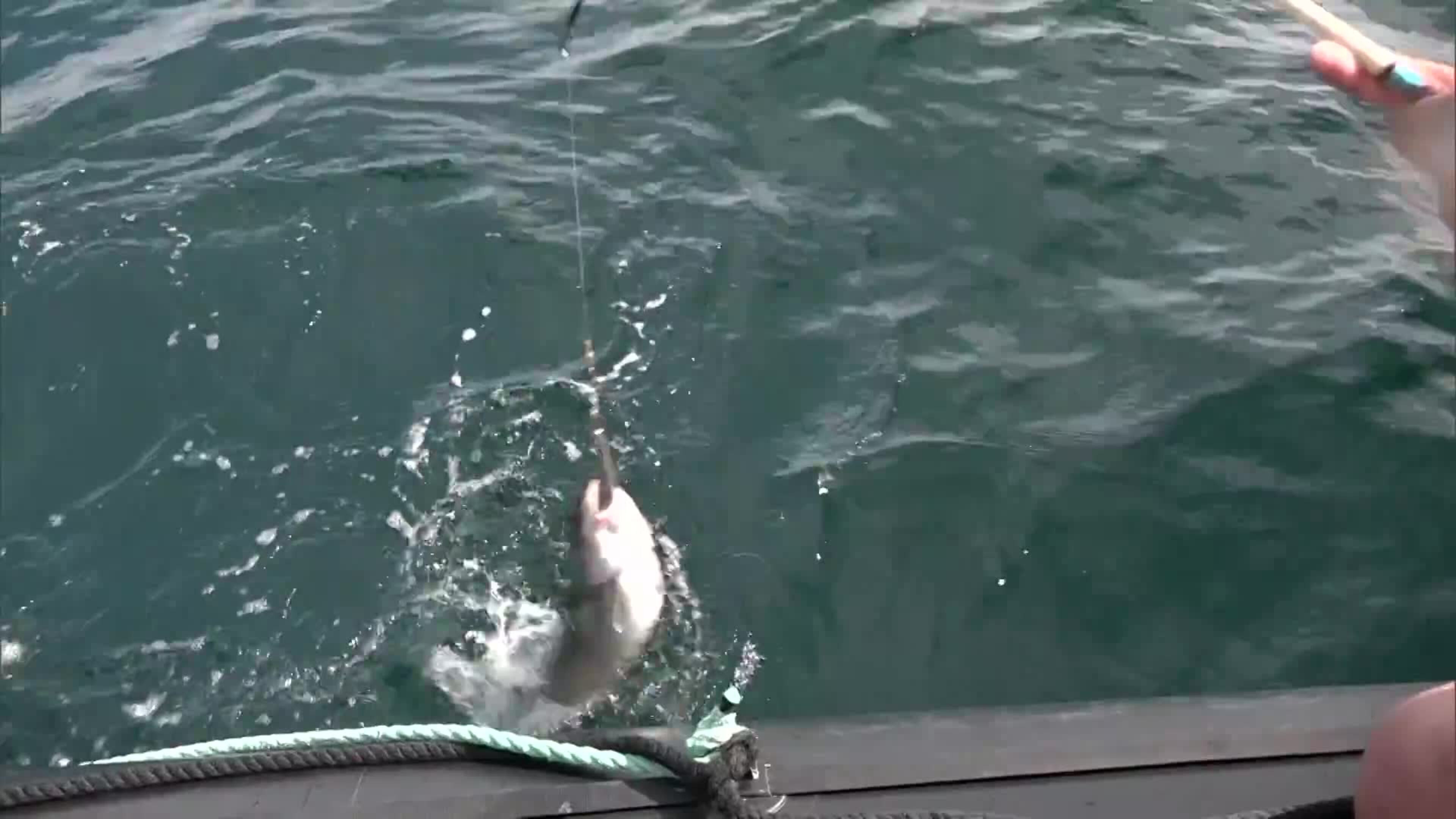 18-01 Cod Fishing & Whale Watching