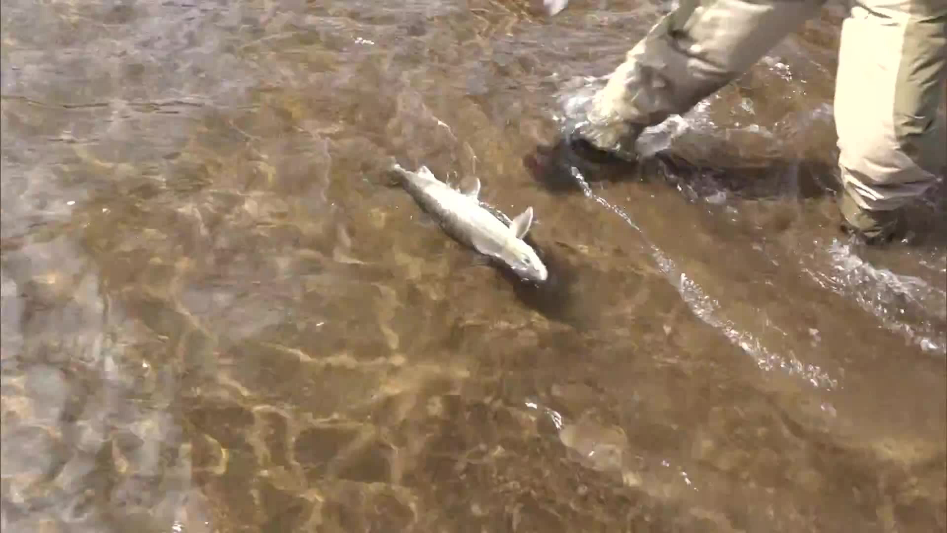 18-04 Labrador Char Fishing Pt.2