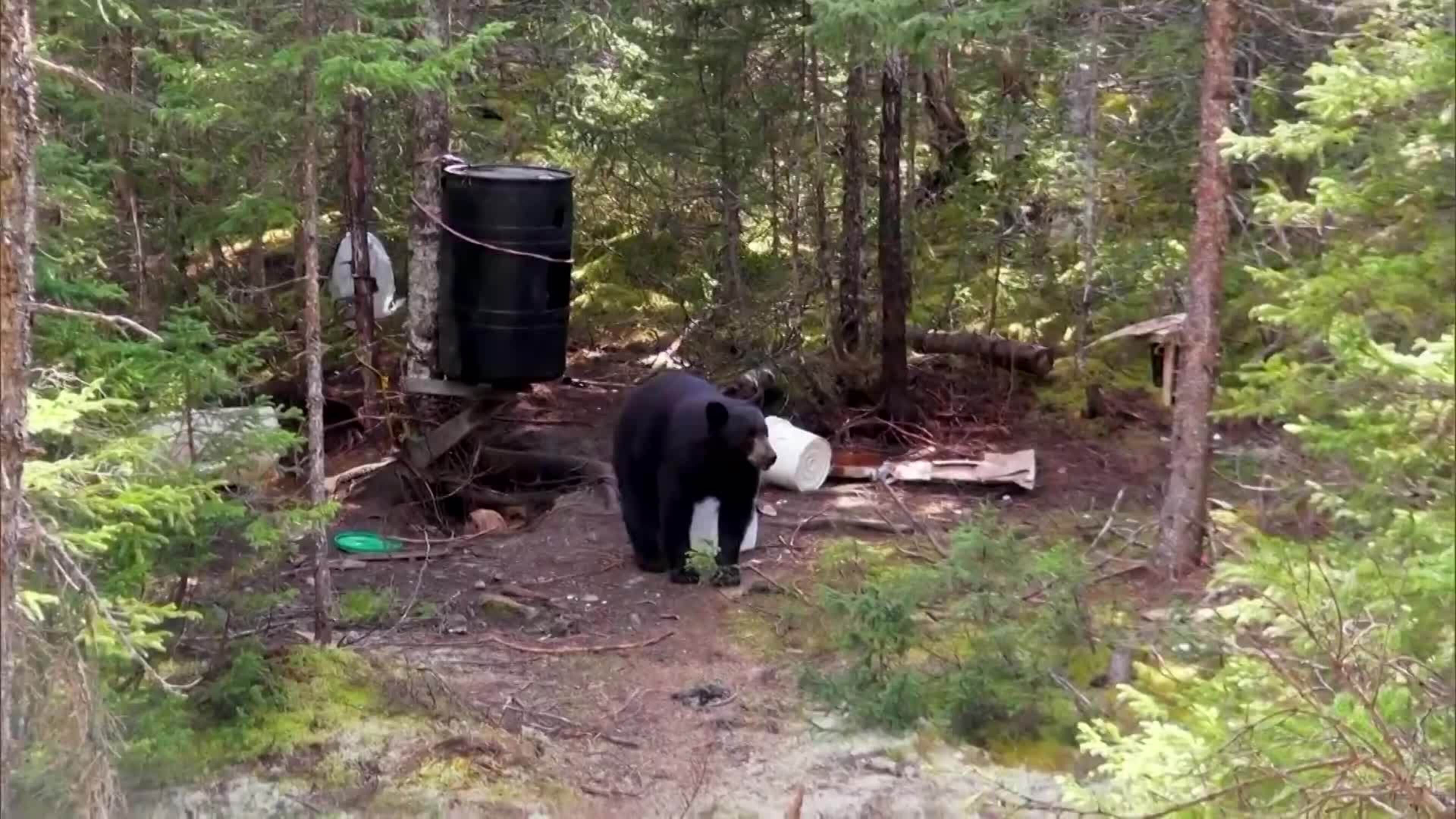 18-02 Bears, Bows, and Bugs